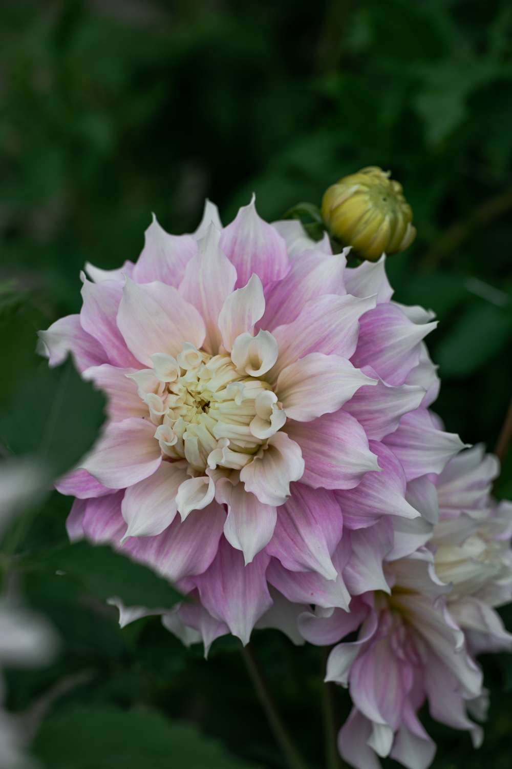 Dahlia 'Gitt’s Perfection'
